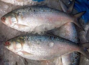 02.Hilsa Fish