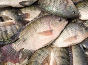 04. Talapia fish