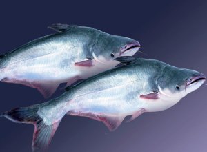 07. Pangasius Fish