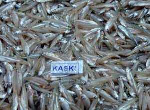 09. Kaski Fish