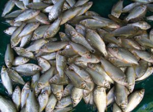 10. Puti Fish