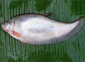 12. Foli Fish