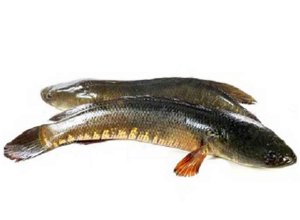 14.Shol Fish